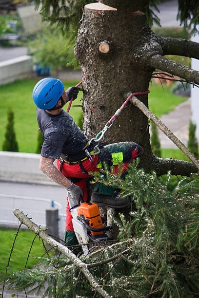 Trusted Hillsdale, NJ Tree Services Experts